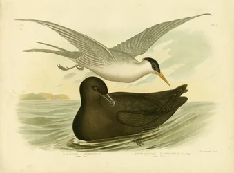 Indian Tern, 1891